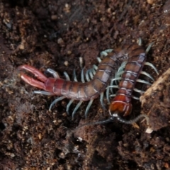 Scolopendromorpha (order) at Borough, NSW - suppressed