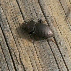 Adelium pustulosum (Darkling beetle) at Boro - 26 Aug 2022 by Paul4K