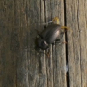 Adelium pustulosum at Borough, NSW - suppressed