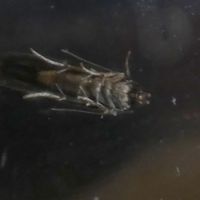 Oecophoridae (family) (Unidentified Oecophorid concealer moth) at Borough, NSW - 26 Aug 2022 by Paul4K