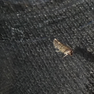 Oecophoridae (family) at Borough, NSW - suppressed