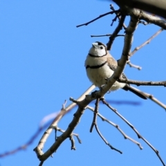 Stizoptera bichenovii (Double-barred Finch) at Wodonga - 26 Aug 2022 by KylieWaldon