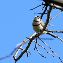 Stizoptera bichenovii (Double-barred Finch) at Wodonga, VIC - 27 Aug 2022 by KylieWaldon