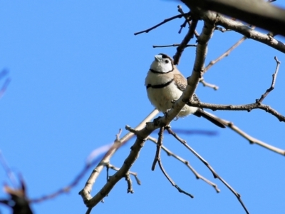 Stizoptera bichenovii (Double-barred Finch) at Wodonga, VIC - 27 Aug 2022 by KylieWaldon