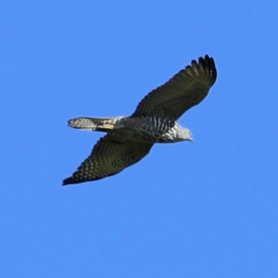 Accipiter fasciatus (Brown Goshawk) at Wodonga, VIC - 27 Aug 2022 by KylieWaldon