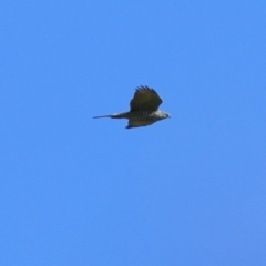 Accipiter fasciatus at Wodonga, VIC - 27 Aug 2022