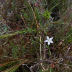 Rhytidosporum procumbens (White Marianth) at Borough, NSW - 25 Aug 2022 by Paul4K