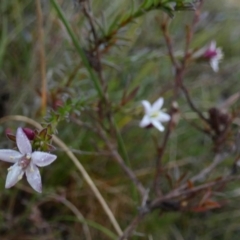 Rhytidosporum procumbens at Borough, NSW - 26 Aug 2022