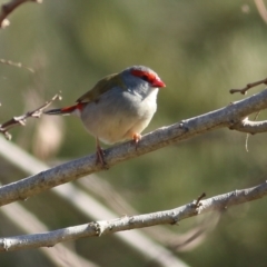 Neochmia temporalis (Red-browed Finch) at Ewart Brothers Reserve - 26 Aug 2022 by KylieWaldon