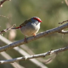 Neochmia temporalis (Red-browed Finch) at WREN Reserves - 27 Aug 2022 by KylieWaldon