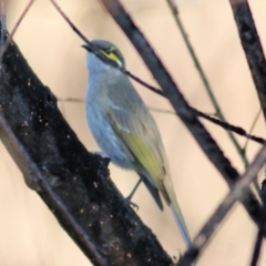 Caligavis chrysops (Yellow-faced Honeyeater) at Wodonga, VIC - 26 Aug 2022 by KylieWaldon