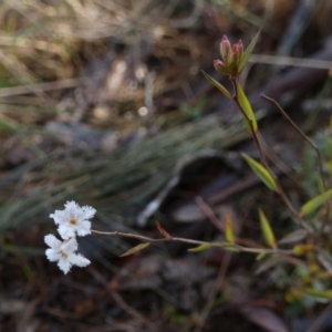 Leucopogon virgatus at Borough, NSW - suppressed