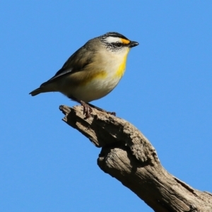 Pardalotus striatus at Wodonga, VIC - 27 Aug 2022 09:26 AM