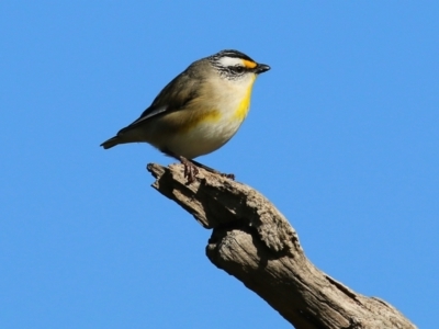 Pardalotus striatus (Striated Pardalote) at Wodonga, VIC - 27 Aug 2022 by KylieWaldon