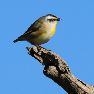 Pardalotus striatus (Striated Pardalote) at Wodonga, VIC - 27 Aug 2022 by KylieWaldon