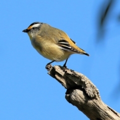 Pardalotus striatus at Wodonga, VIC - 27 Aug 2022 09:26 AM