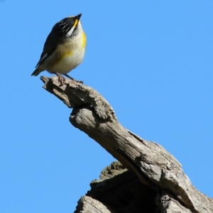 Pardalotus striatus at Wodonga, VIC - 27 Aug 2022 09:26 AM