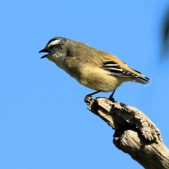 Pardalotus striatus at Wodonga, VIC - 27 Aug 2022 09:26 AM