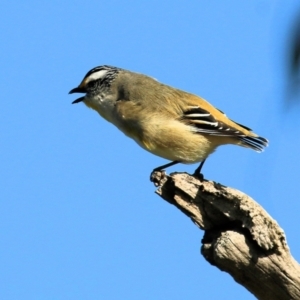 Pardalotus striatus at Wodonga, VIC - 27 Aug 2022 09:26 AM