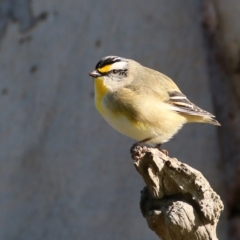 Pardalotus striatus at Wodonga, VIC - 27 Aug 2022 09:26 AM