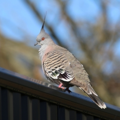 Ocyphaps lophotes (Crested Pigeon) at Wodonga, VIC - 27 Aug 2022 by KylieWaldon