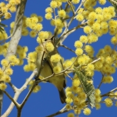 Acanthiza nana (Yellow Thornbill) at WREN Reserves - 27 Aug 2022 by KylieWaldon