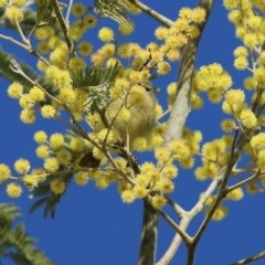 Acanthiza nana at Wodonga, VIC - 27 Aug 2022