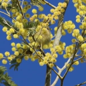 Acanthiza nana at Wodonga, VIC - 27 Aug 2022