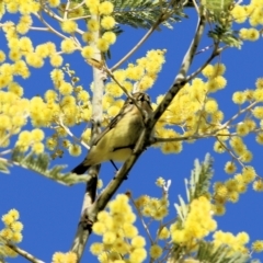 Acanthiza nana at Wodonga, VIC - 27 Aug 2022