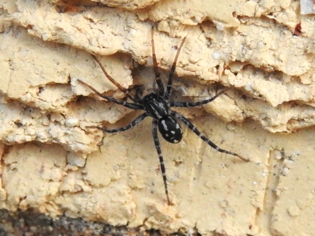 Nyssus sp. (genus) at Wanniassa, ACT - 27 Aug 2022