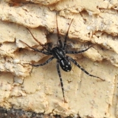 Nyssus sp. (genus) (Swift spiders) at Wanniassa, ACT - 27 Aug 2022 by JohnBundock