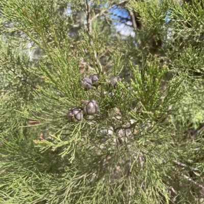 Callitris endlicheri (Black Cypress Pine) at Aranda Bushland - 27 Aug 2022 by lbradley