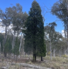 Callitris endlicheri at Aranda, ACT - 27 Aug 2022 01:29 PM