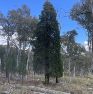 Callitris endlicheri at Aranda, ACT - 27 Aug 2022