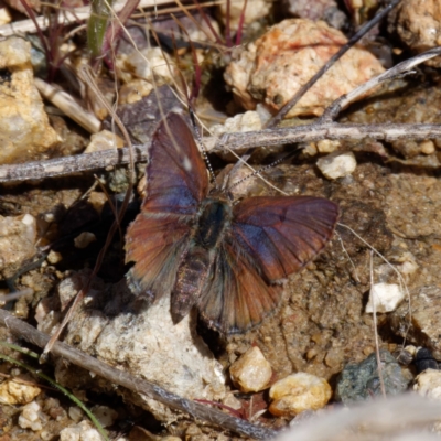 Paralucia crosbyi (Violet Copper Butterfly) at Rendezvous Creek, ACT - 26 Aug 2022 by DPRees125