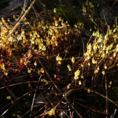 Rosulabryum sp. (A moss) at Borough, NSW - 25 Aug 2022 by Paul4K