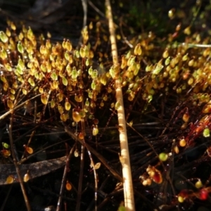 Rosulabryum sp. at suppressed - suppressed