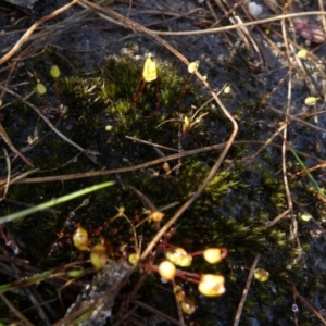 Rosulabryum sp. at suppressed - suppressed