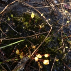 Rosulabryum sp. at suppressed - 26 Aug 2022