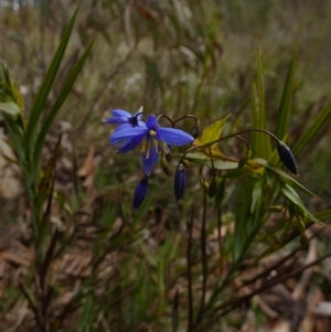 Stypandra glauca at Borough, NSW - suppressed