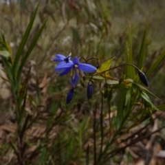 Stypandra glauca (Nodding Blue Lily) at Borough, NSW - 26 Aug 2022 by Paul4K