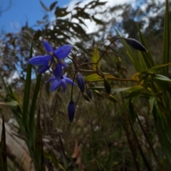 Stypandra glauca at Borough, NSW - suppressed