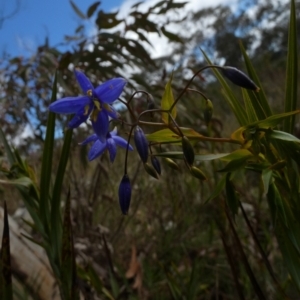 Stypandra glauca at Borough, NSW - suppressed