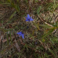 Stypandra glauca at Borough, NSW - 26 Aug 2022