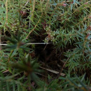 Acrotriche serrulata at Borough, NSW - suppressed