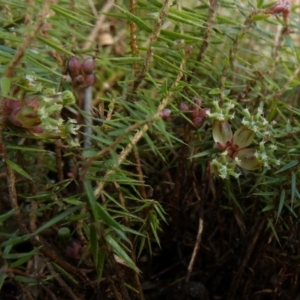 Acrotriche serrulata at Borough, NSW - suppressed