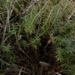 Acrotriche serrulata at Borough, NSW - suppressed