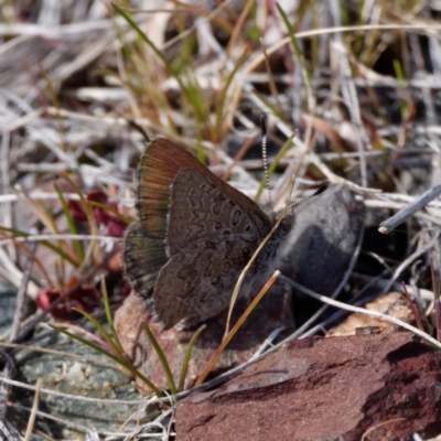 Paralucia spinifera (Bathurst or Purple Copper Butterfly) at Namadgi National Park - 26 Aug 2022 by DPRees125