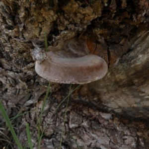 Phellinus sp. (non-resupinate) at Borough, NSW - suppressed