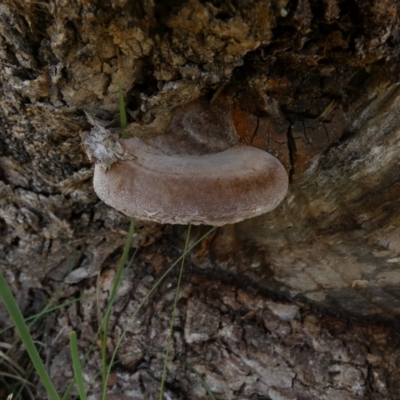 Phellinus sp. (non-resupinate) (A polypore) at QPRC LGA - 26 Aug 2022 by Paul4K